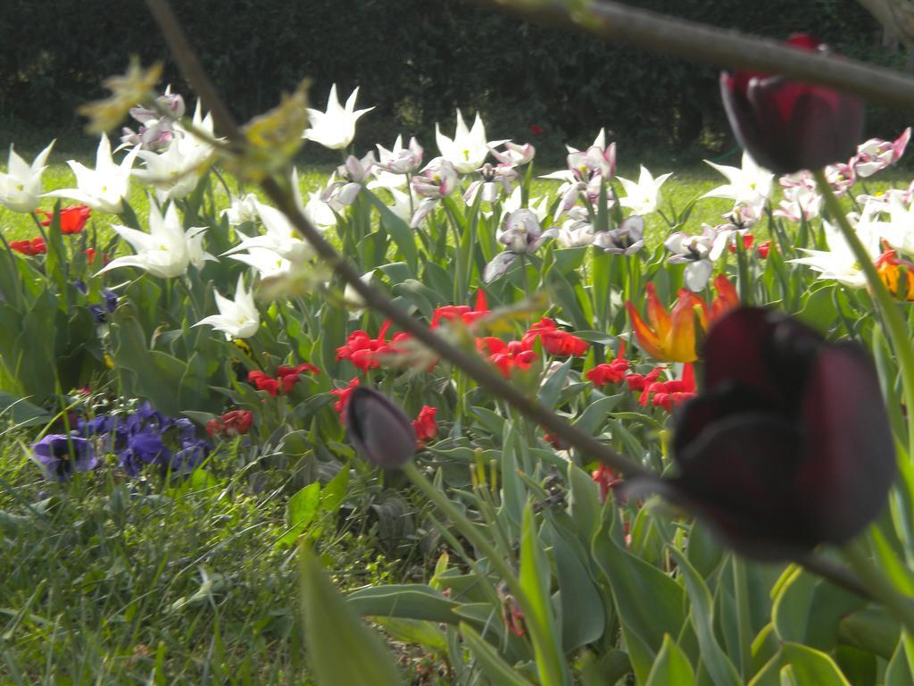 Agriturismo Il Magicorto Villa Cassola Ruang foto