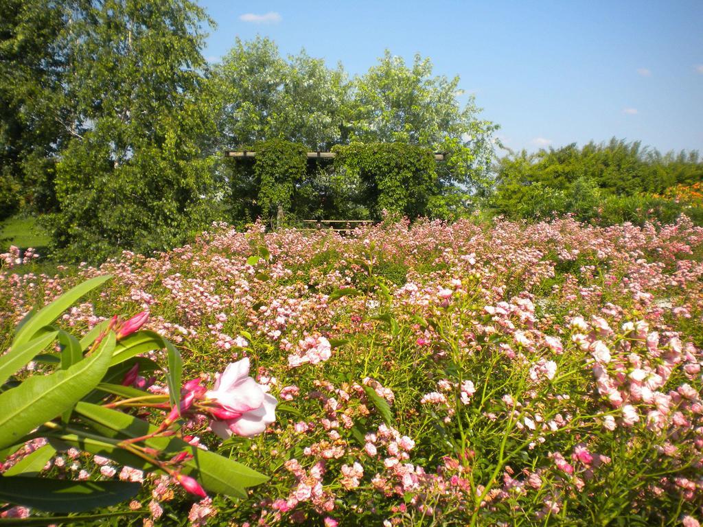 Agriturismo Il Magicorto Villa Cassola Bagian luar foto