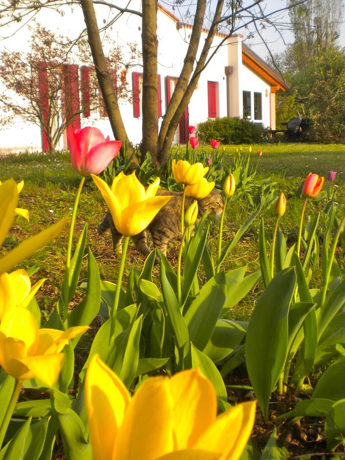 Agriturismo Il Magicorto Villa Cassola Bagian luar foto