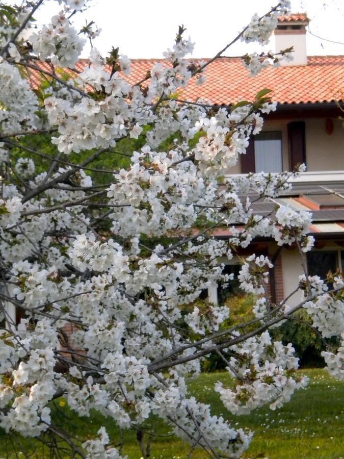 Agriturismo Il Magicorto Villa Cassola Bagian luar foto